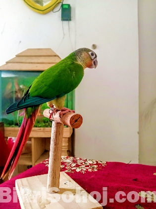 Super flying tame green chek conure